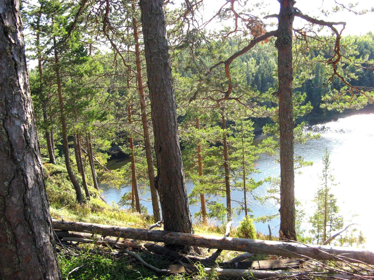 Fotos sobre el clima en Republic of Karelia. Pronósticos del tiempo con hermosas fotos de 19Lora46