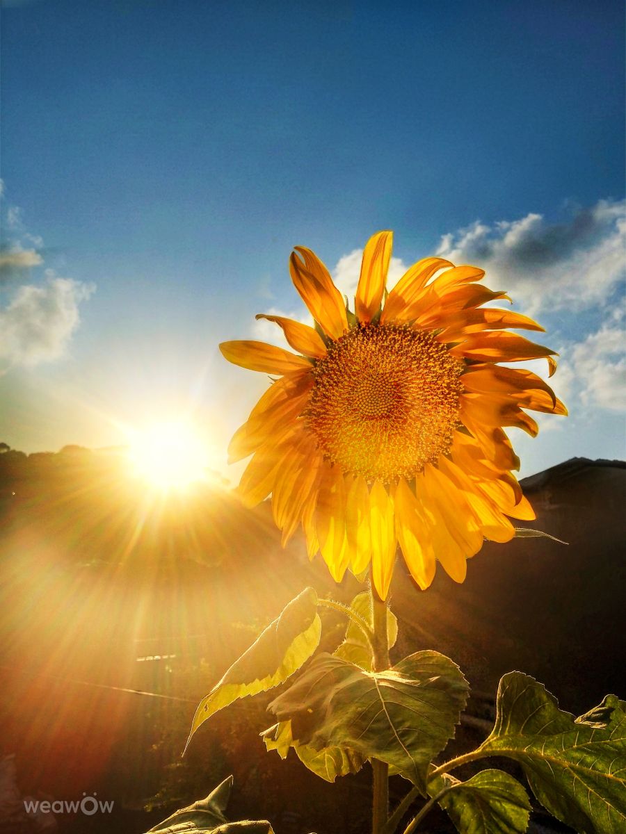Pronósticos del tiempo con hermosas fotos de Sunnyy