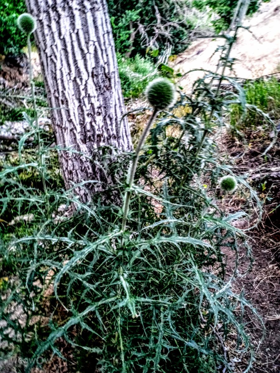 Photographer fromIran, Weather Photos in Senjegan - Weawow