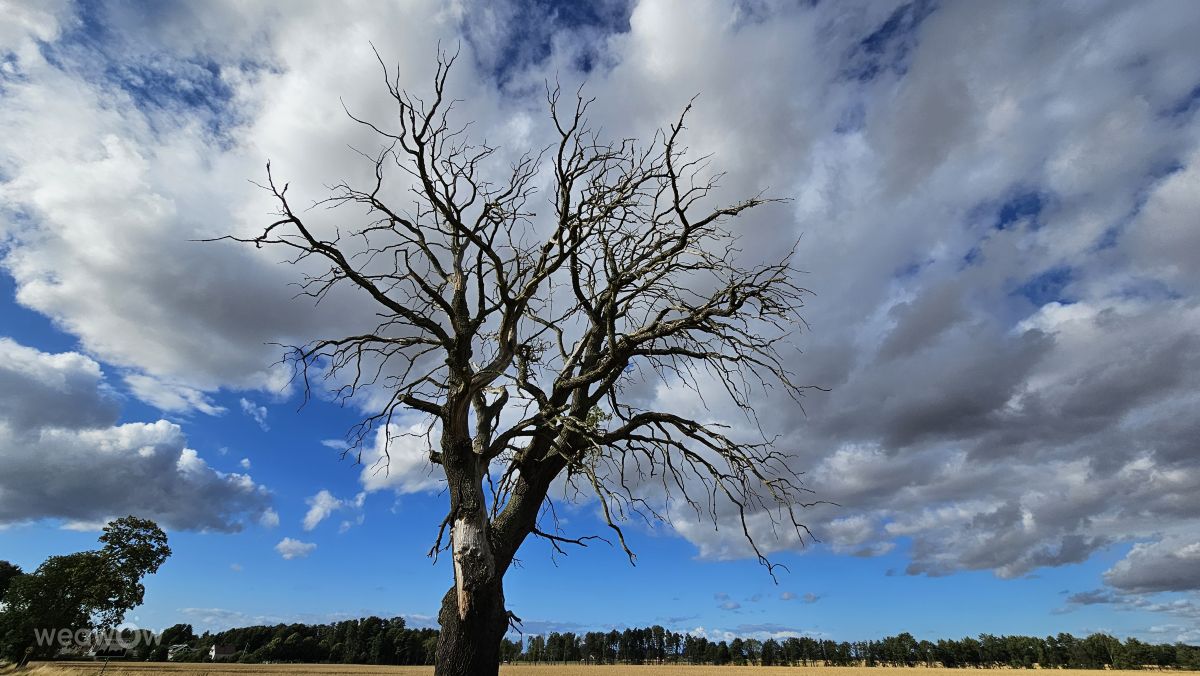 Pronósticos del tiempo con hermosas fotos de Susanne Sussi Wetterholm