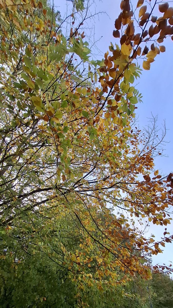 Photos météo à Maidstone. Prévisions météo avec de superbes photos de Lolli