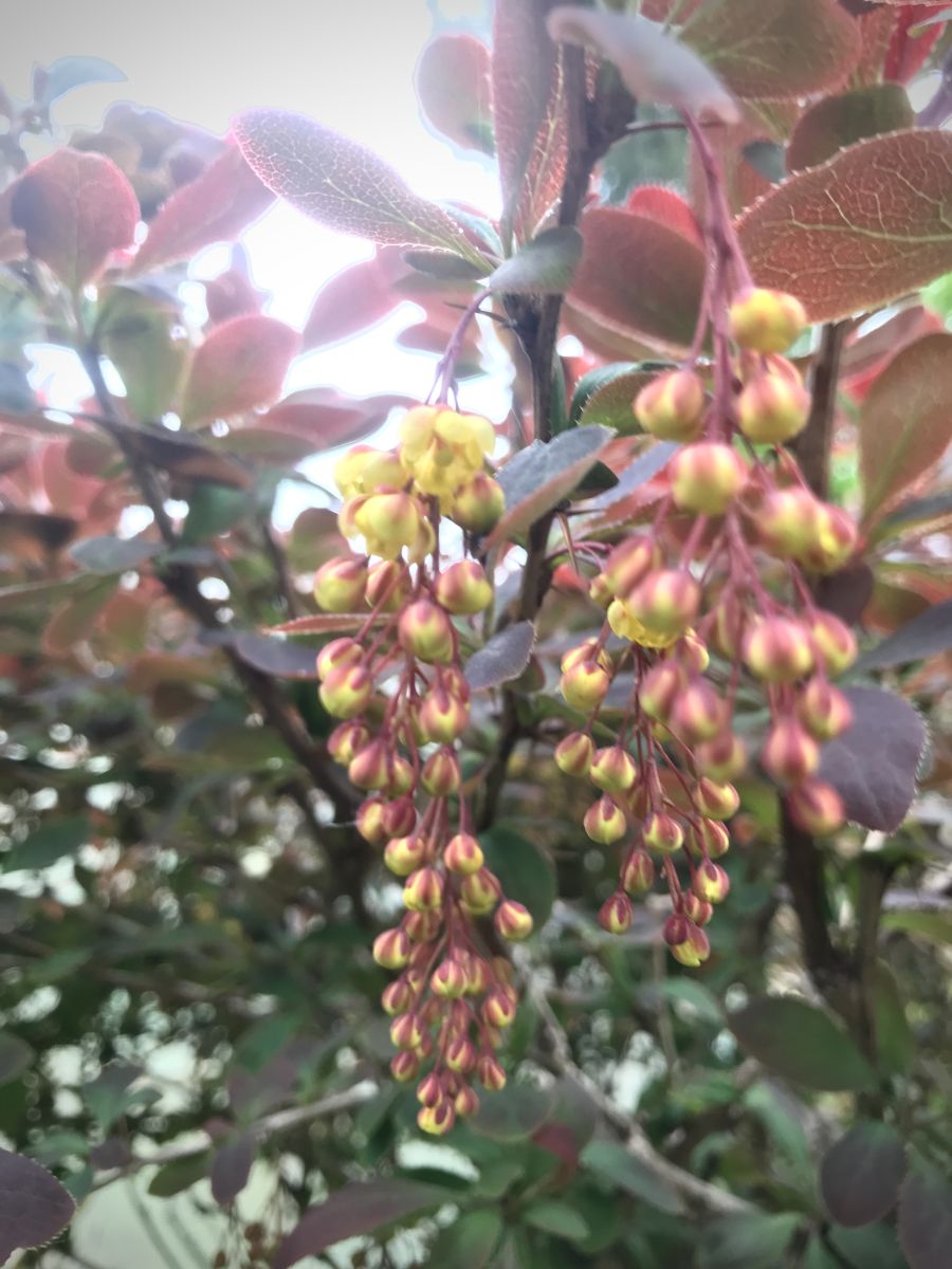 Fotos sobre el clima en Sovetsk. Pronósticos del tiempo con hermosas fotos de set479