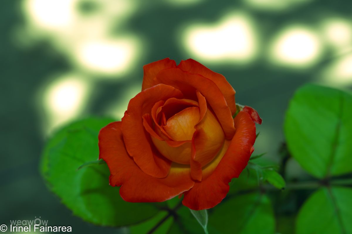 Fotos do tempo em Vaslui. Previsões do tempo com lindas fotos de IrinelFainarea