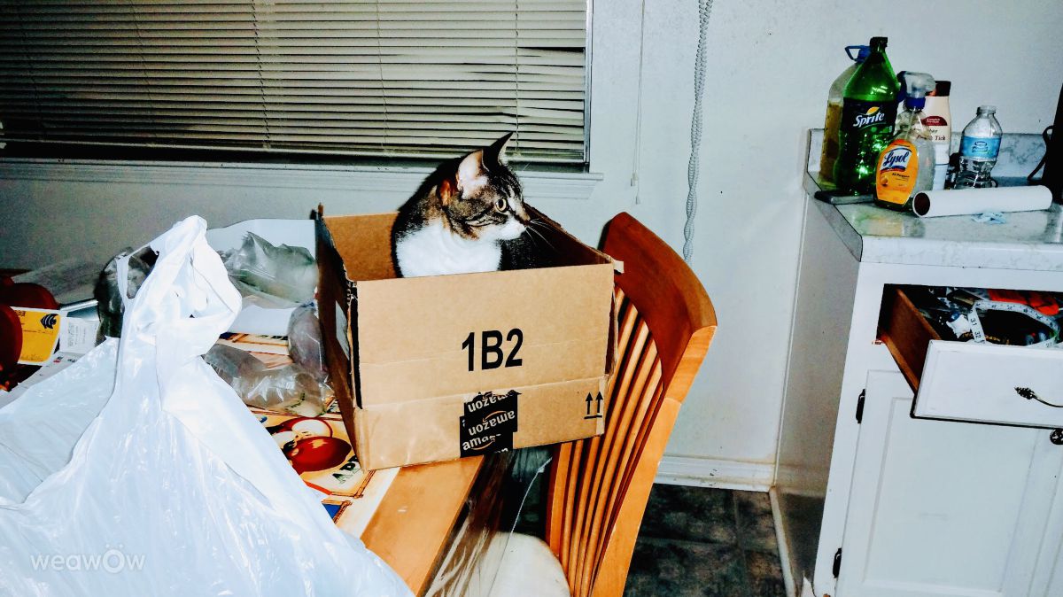 摄影师 Cajungrl26，LaPlace的天气照片 - Weawow