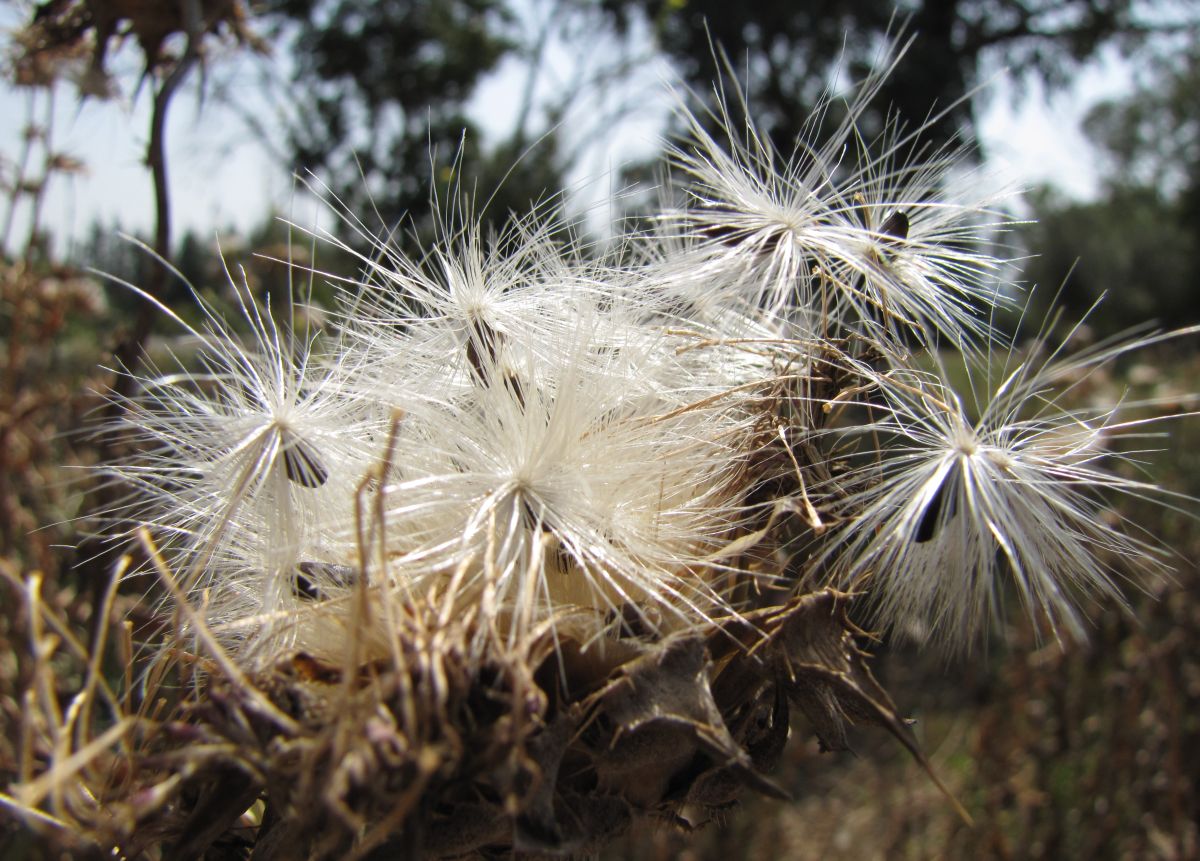 Prévisions météo avec de superbes photos de Sviatoslav