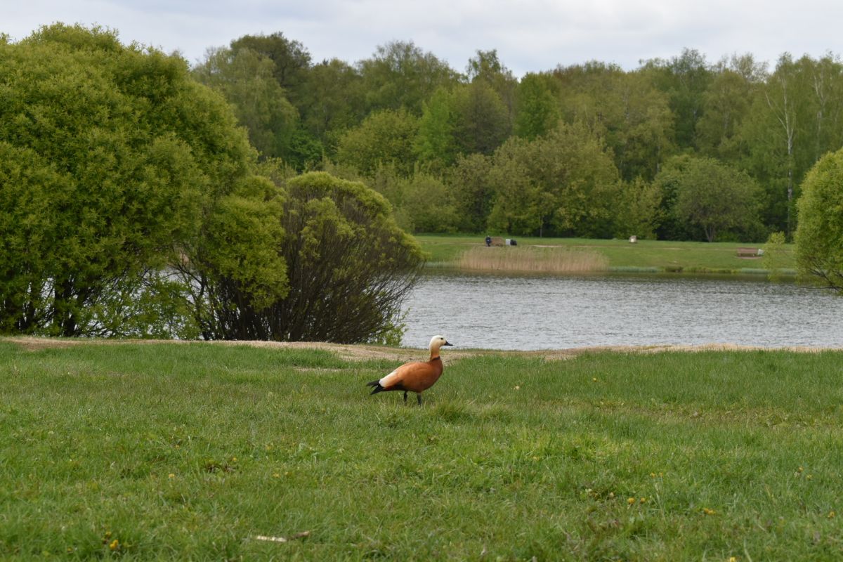 Photographer Amanda_and_Valdemar_Che, Weather Photos in Izmaylovo District - Weawow