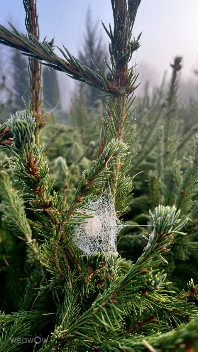 Фотограф Stassy, Фотографии Погоды в Тешково - Weawow