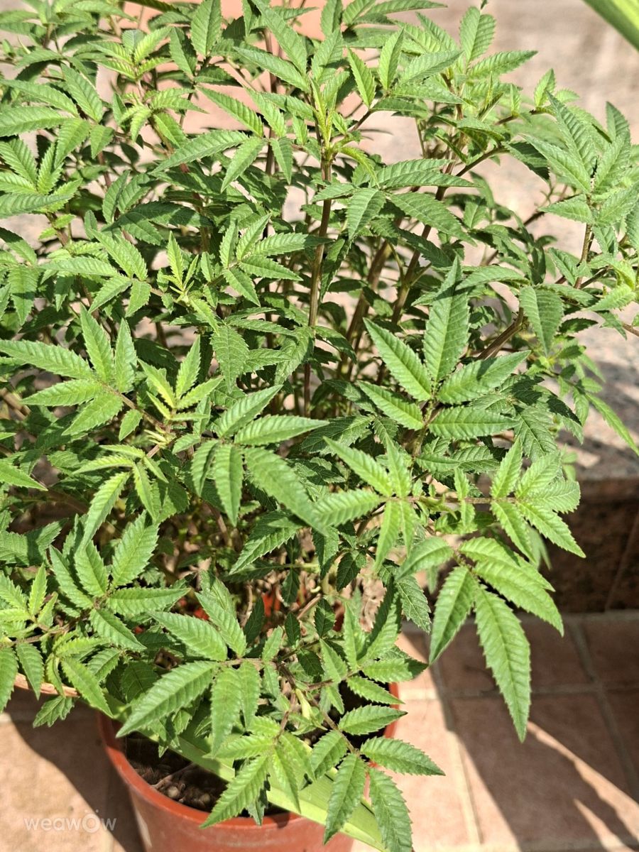 写真家 Wen-ya Huang、高雄市の天気写真 - Weawow