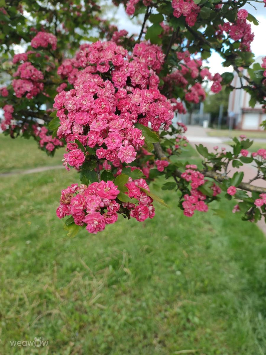 Фотографии Погоды в Ломжа. Прогнозы погоды с чудесными фотографиями, сделанными Ania-12