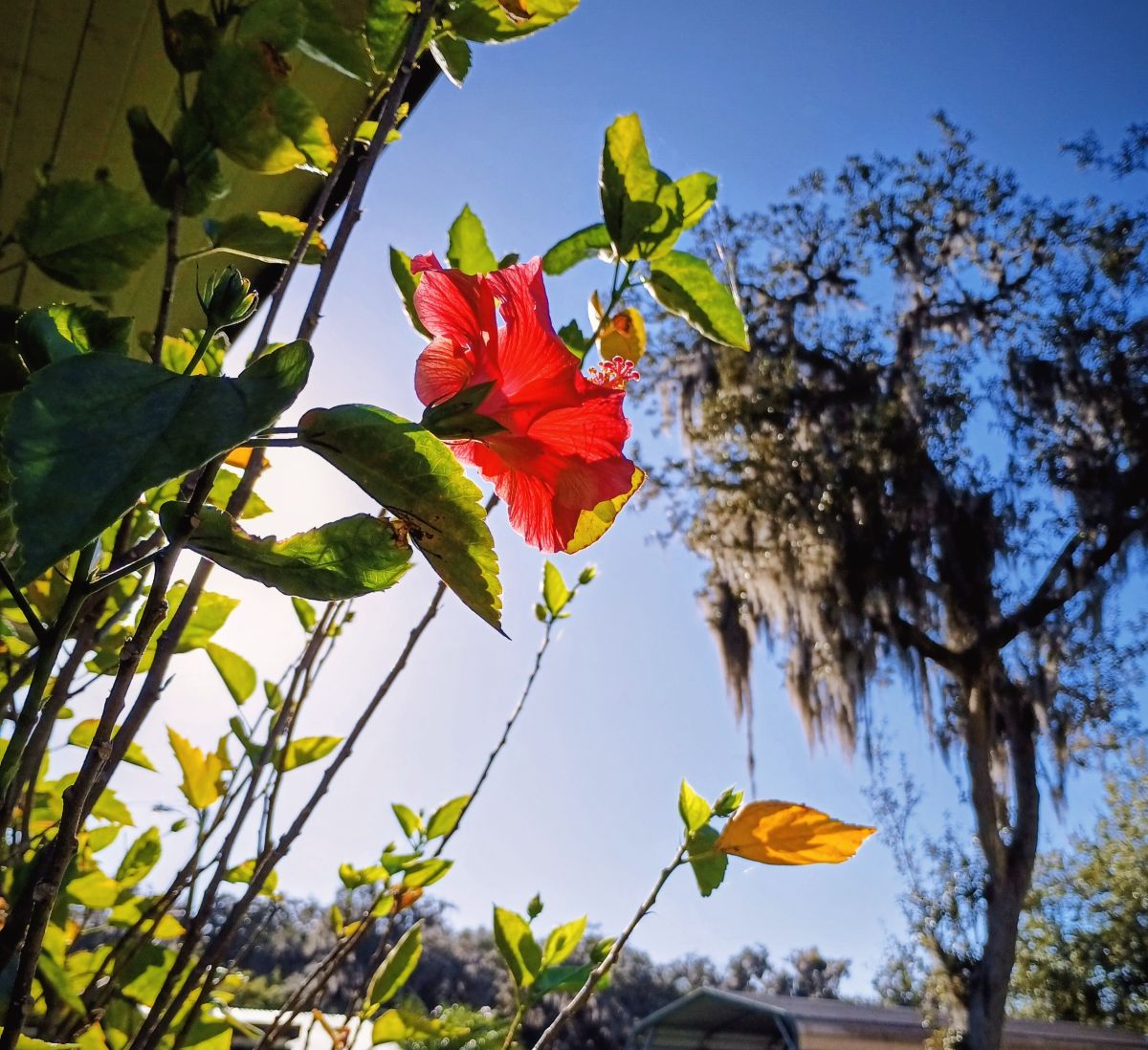 佛罗里达州的天气照片. 天气预报，带Christinam01精美的照片