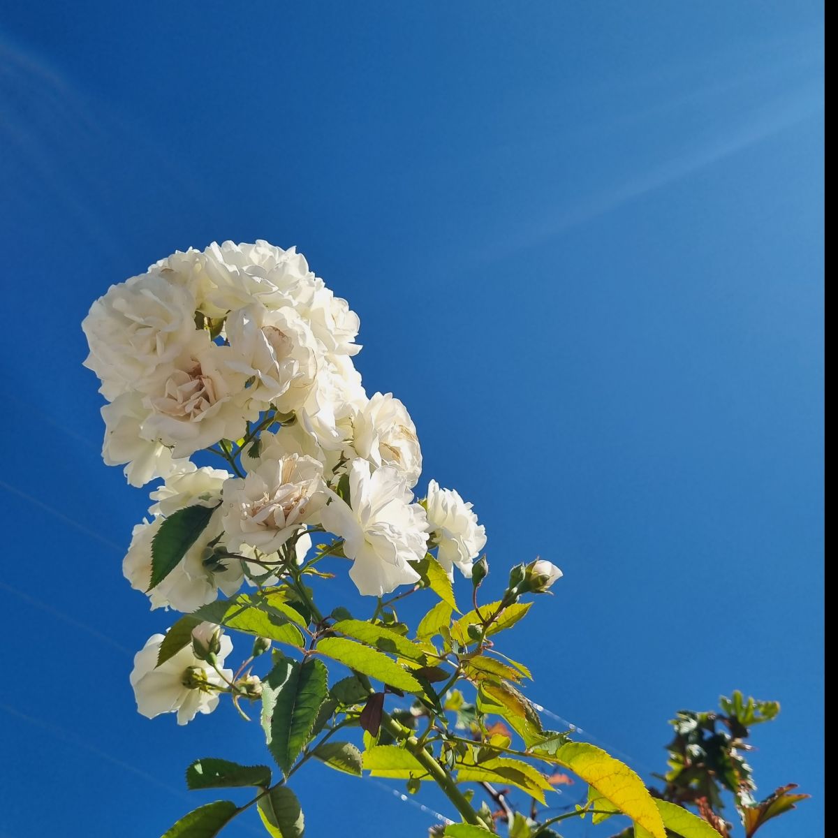 Fotos sobre el clima en Itatiba. Pronósticos del tiempo con hermosas fotos de jussara08