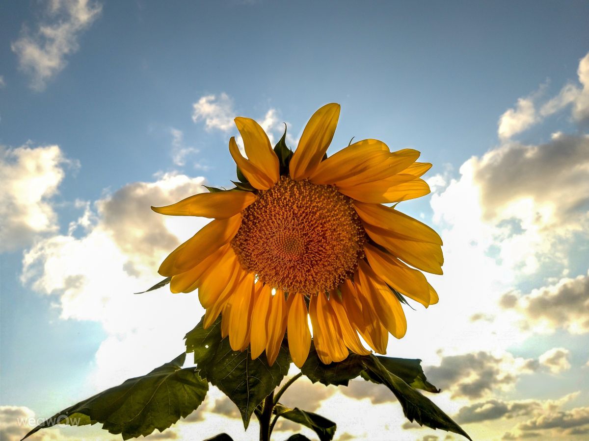 Pronósticos del tiempo con hermosas fotos de Sunnyy