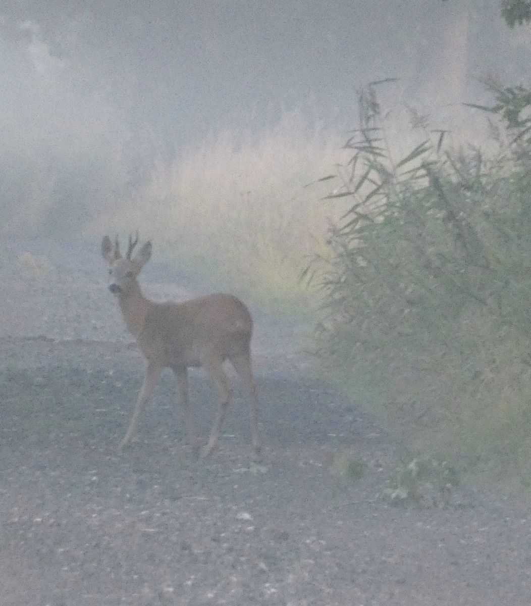 Фотографии Погоды в Elsfleth. Прогнозы погоды с чудесными фотографиями, сделанными fwerner