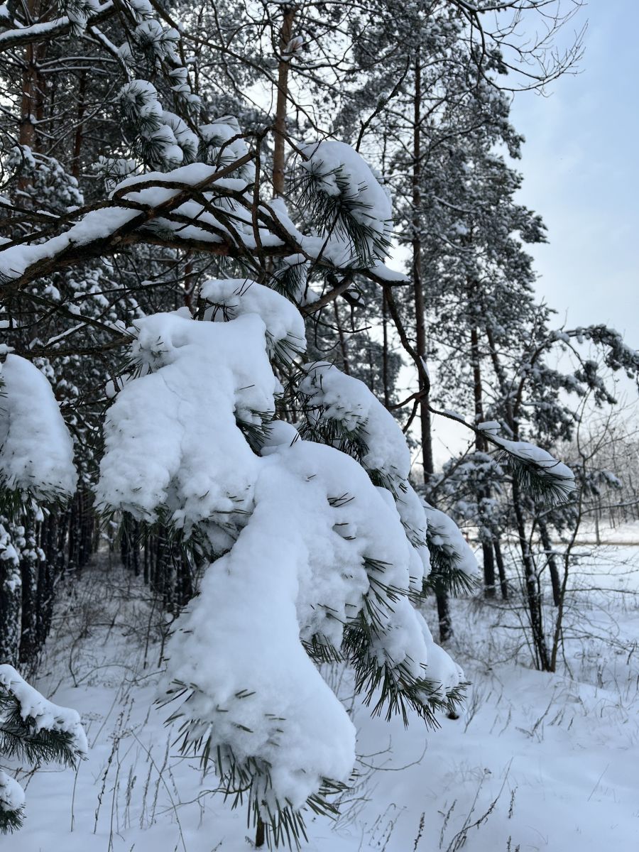 Fotos sobre el clima en Kursk. Pronósticos del tiempo con hermosas fotos de Evgenija-Viktorovna