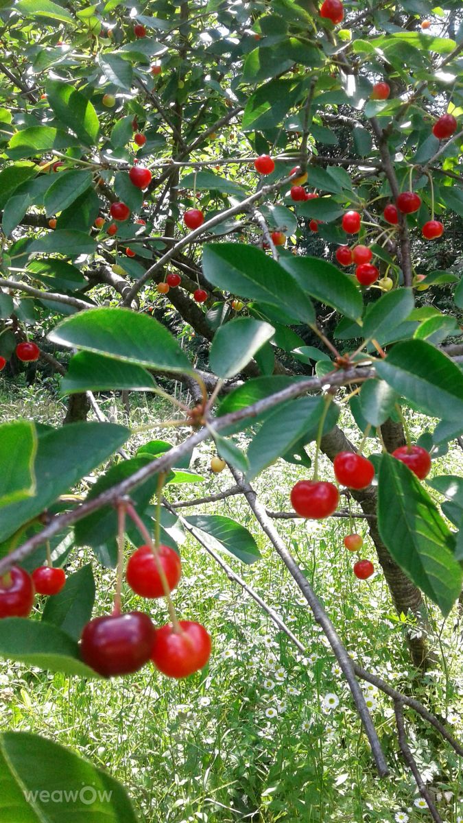 Photographer urashm, Weather Photos in Khmelnytskyi - Weawow