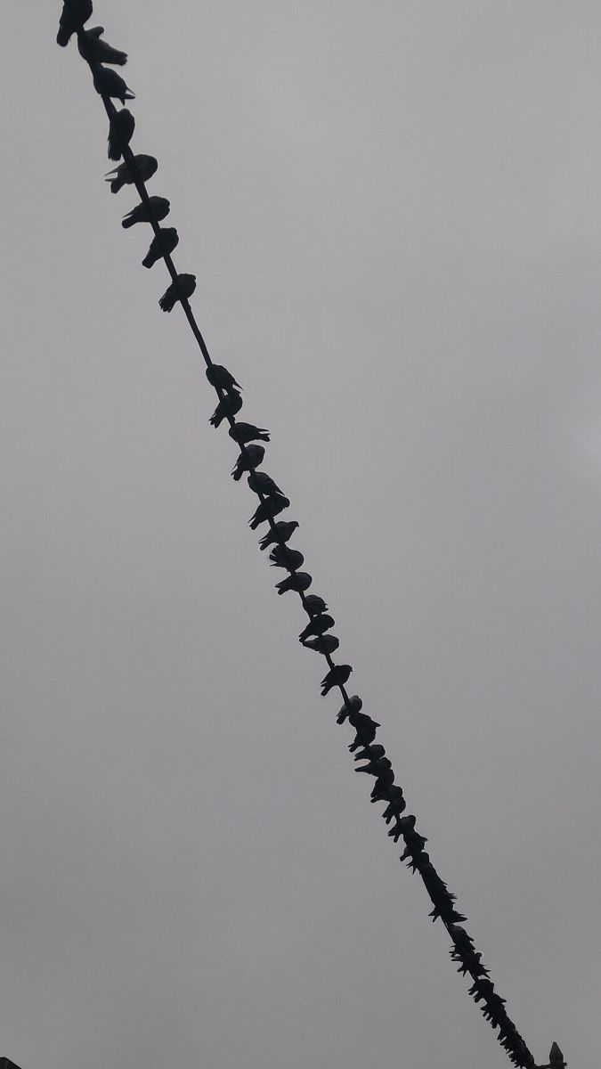 Pronósticos del tiempo con hermosas fotos de YanBog