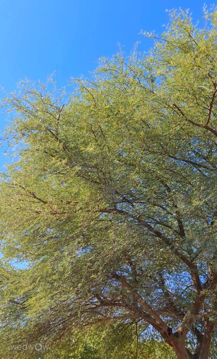 Weather Photos in Oman. Weather forecasts with beautiful photos by phantran