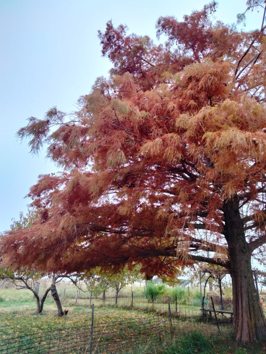 Weather Photos in Parnell. Weather forecasts with beautiful photos by Kate72