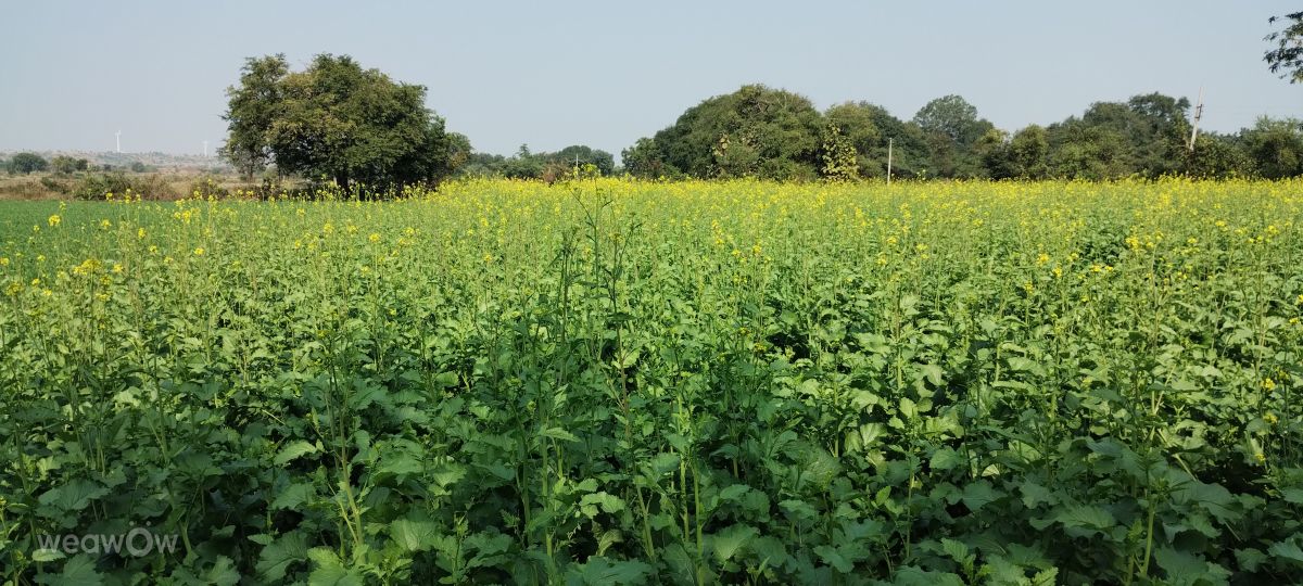 Фотографии Погоды в Индия. Прогнозы погоды с чудесными фотографиями, сделанными Ohm_1956