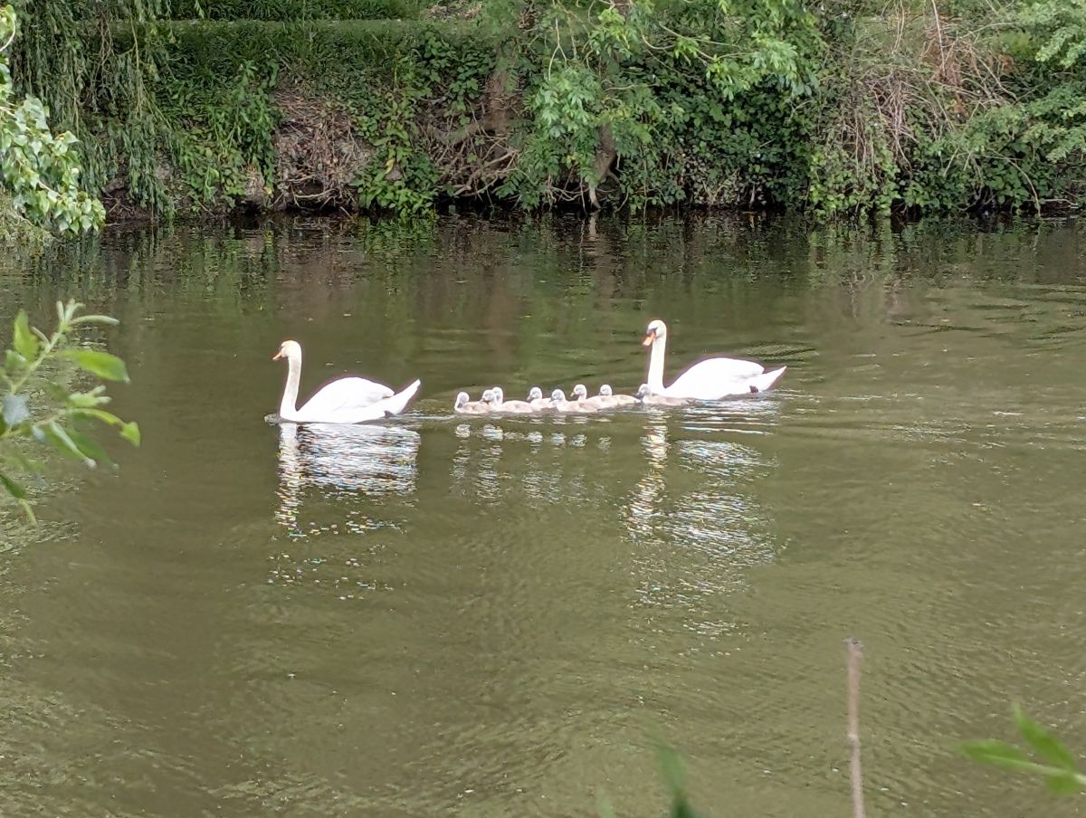 Weather Photos in Lyne Lane. Weather forecasts with beautiful photos by Petewhites