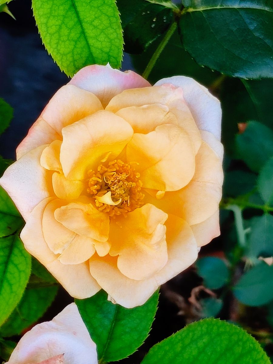 Fotografos あさのジジ, Fotos do tempo em Okayama - Weawow