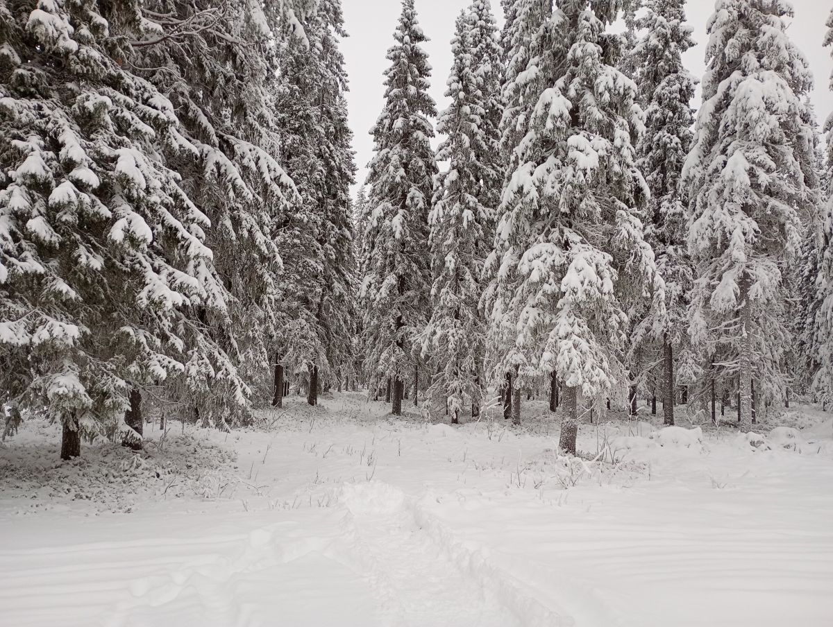Wettervorhersagen mit schönen Fotos von Juki