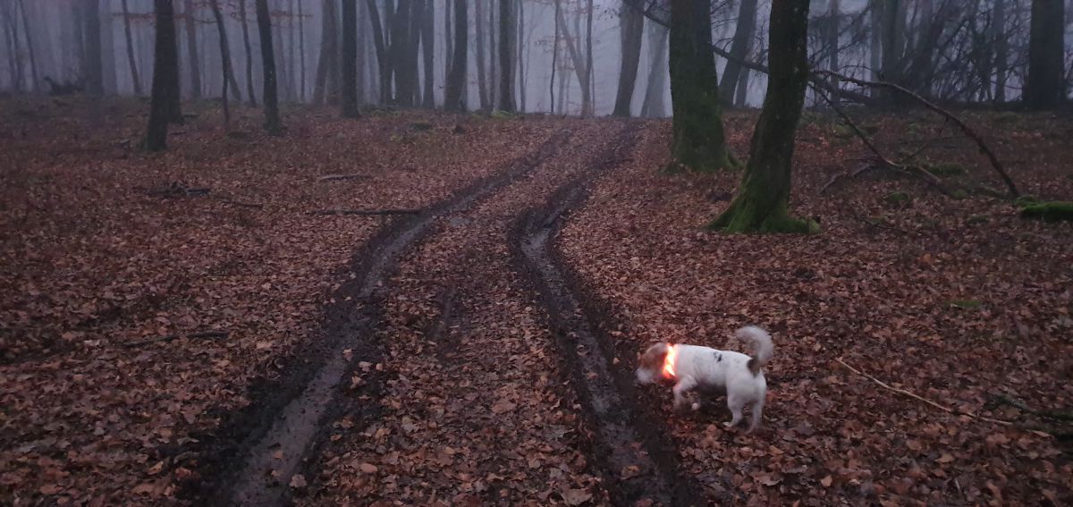 Germany 天気の写真 weawow