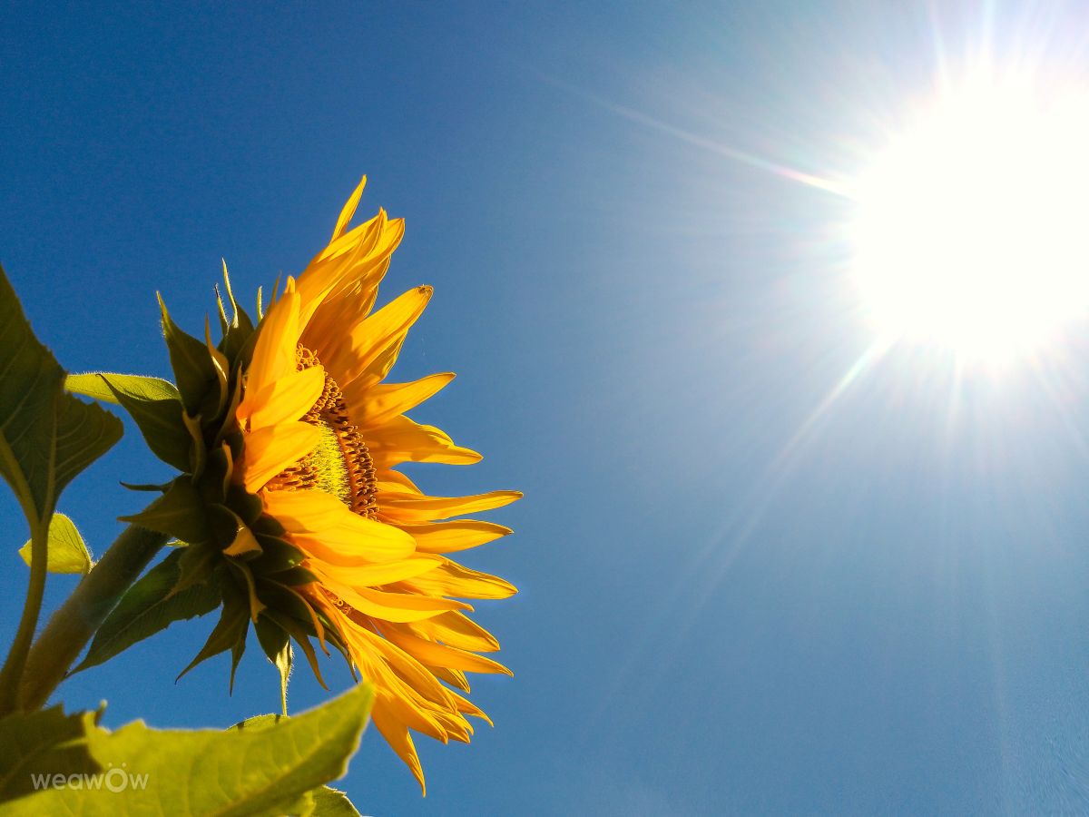 Pronósticos del tiempo con hermosas fotos de Sunnyy