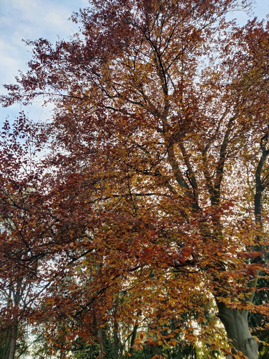 Фотограф Zorrra, Фотографии Погоды в Kladow - Weawow