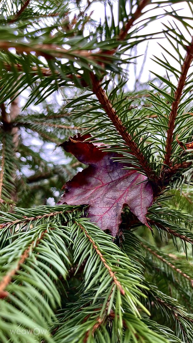 Photos météo à Teshkovo. Prévisions météo avec de superbes photos de Stassy