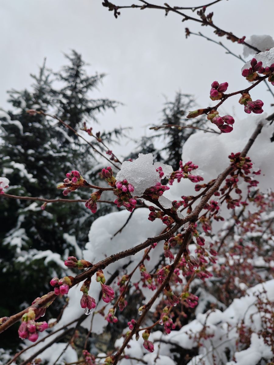 Photographe Albert_Smelovtsev, Photos météo à Roza Khutor - Weawow