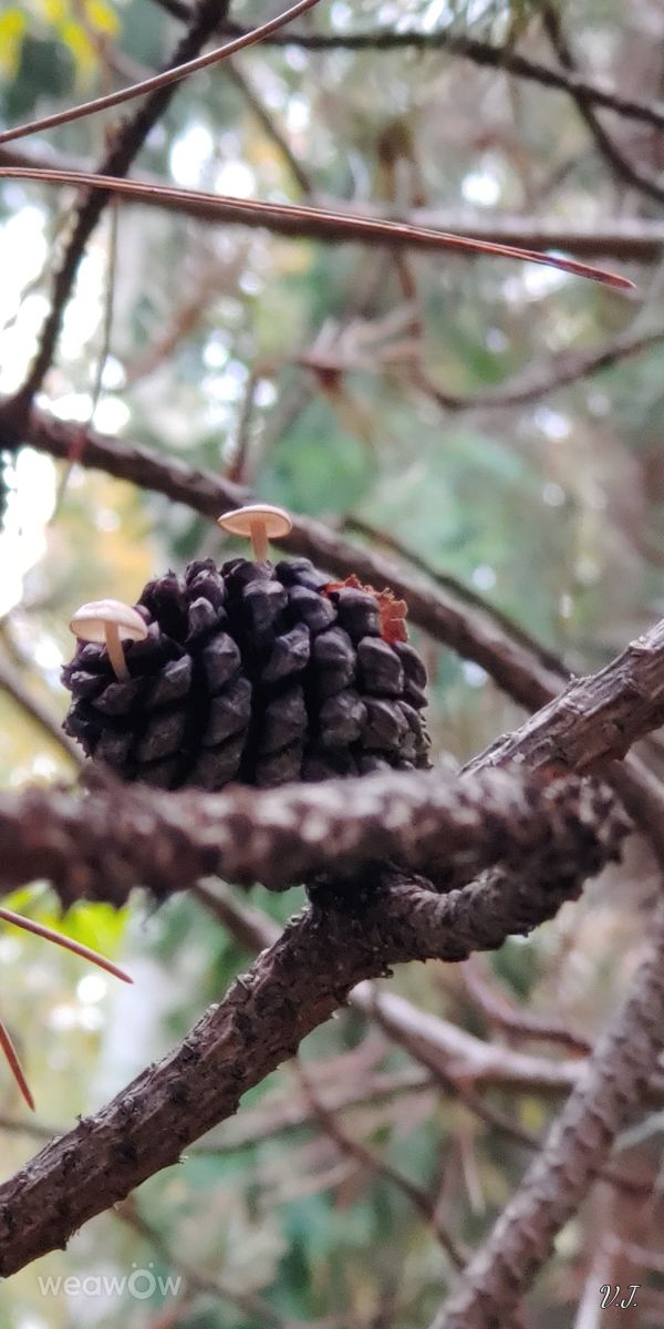 パランガの天気写真. Jazzinevirgaの美しい写真による天気予報