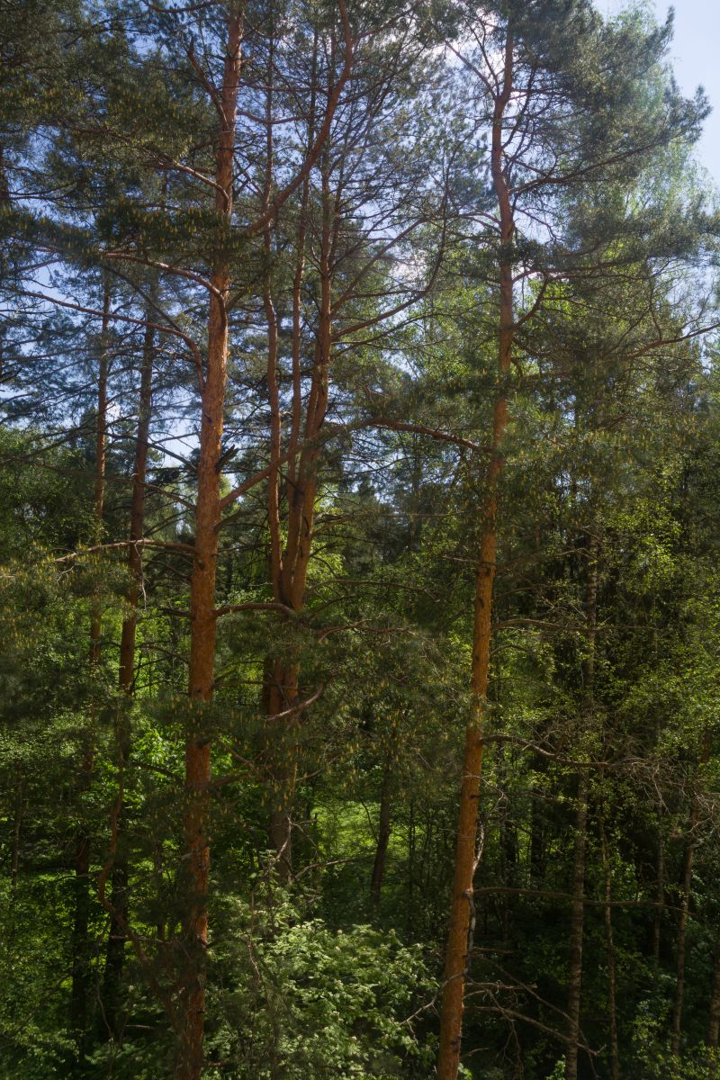 Weather Photos in Pravdinskiy. Weather forecasts with beautiful photos by AlexZX