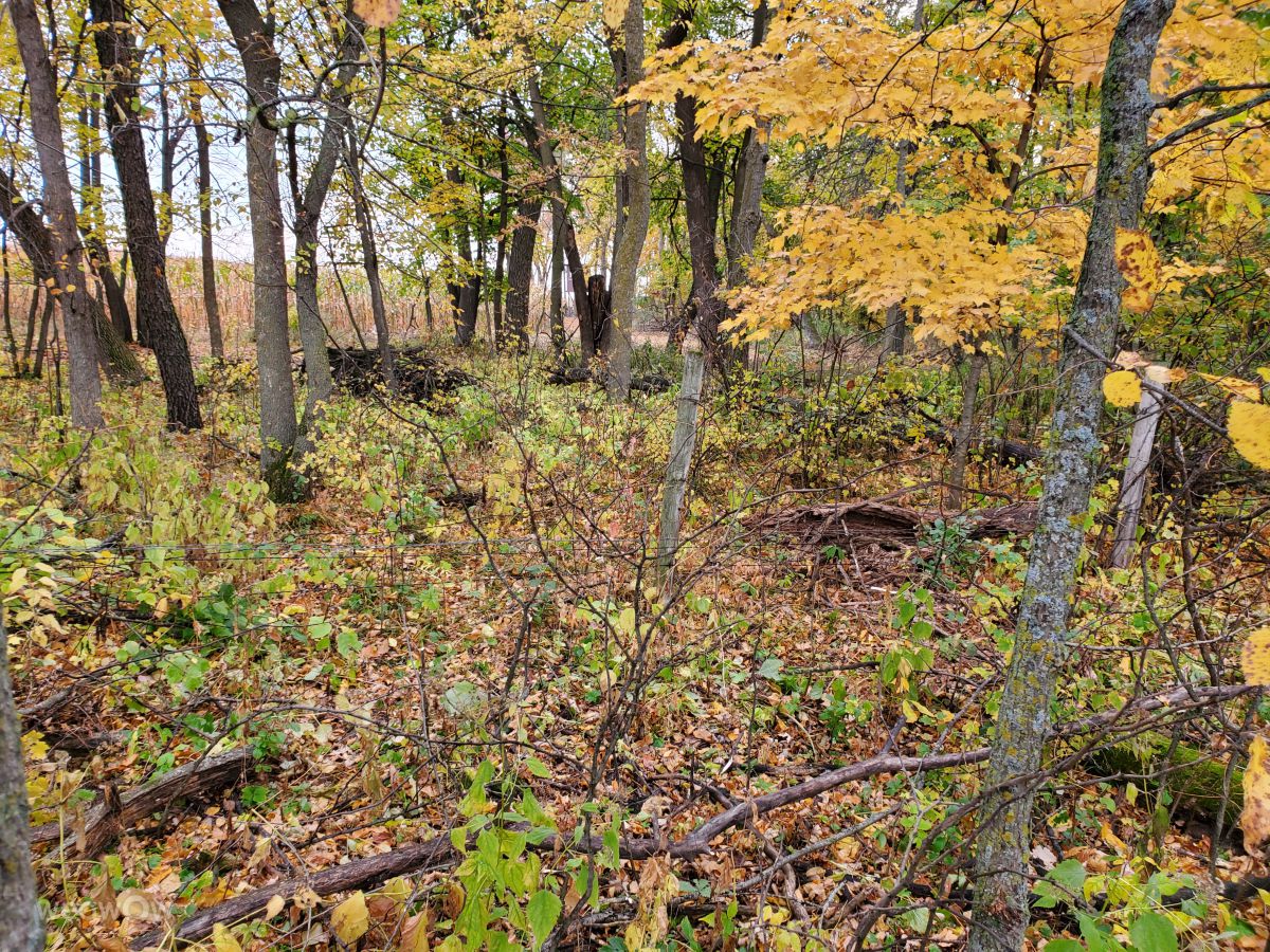 ミネソタ州の天気の写真、天気予報 & 写真 Weawow