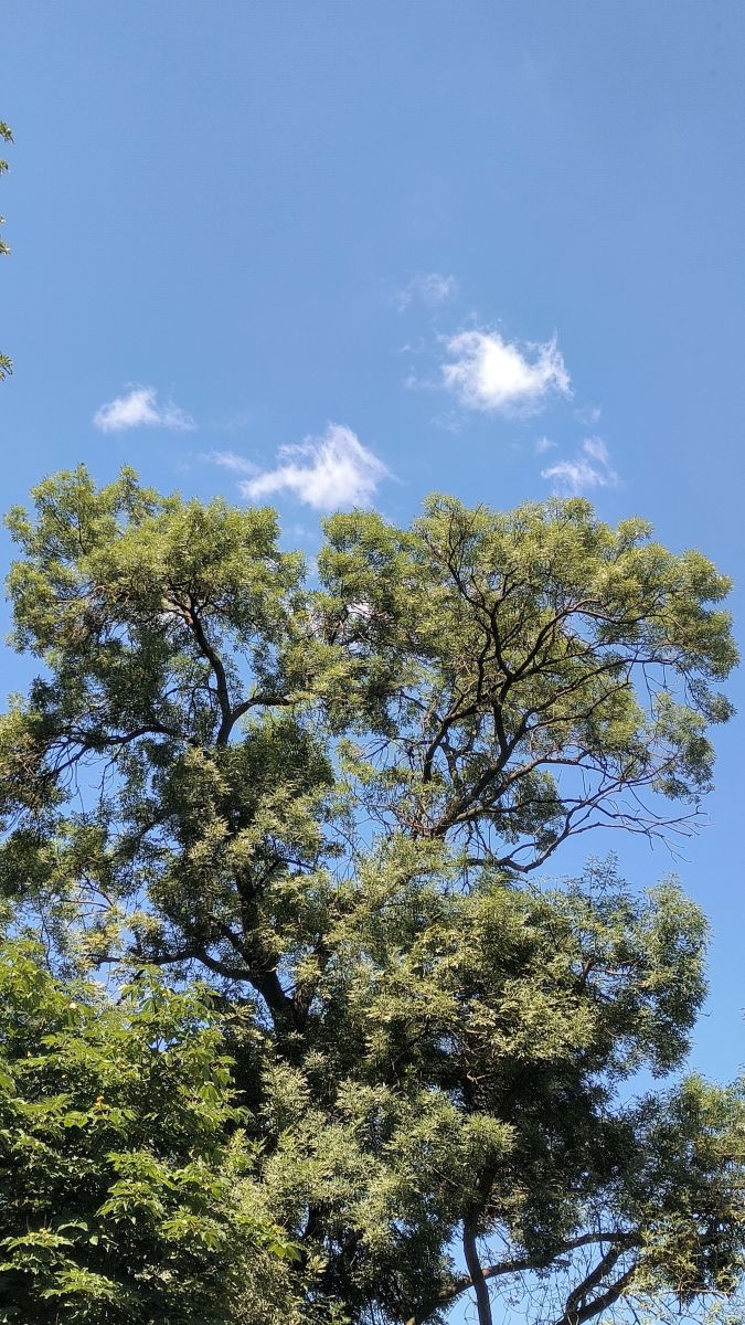 Prévisions météo avec de superbes photos de YanBog