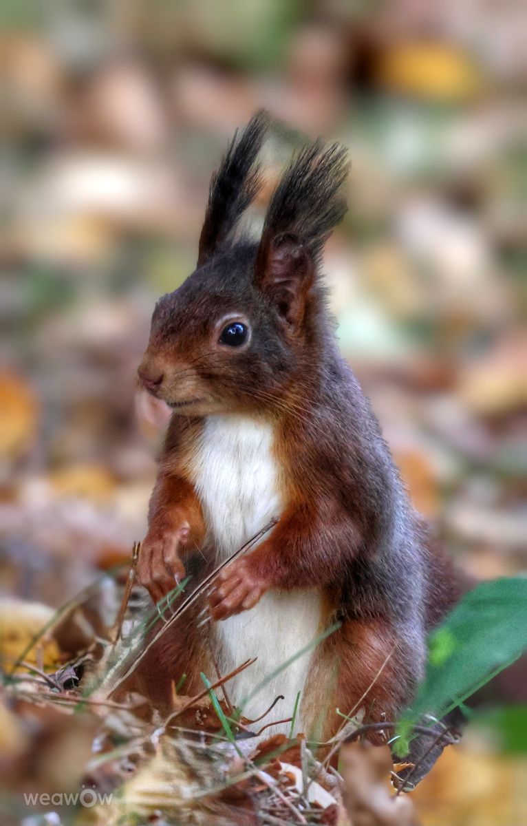 Photographer Lotti5507, Weather Photos in Wellinghofen - Weawow