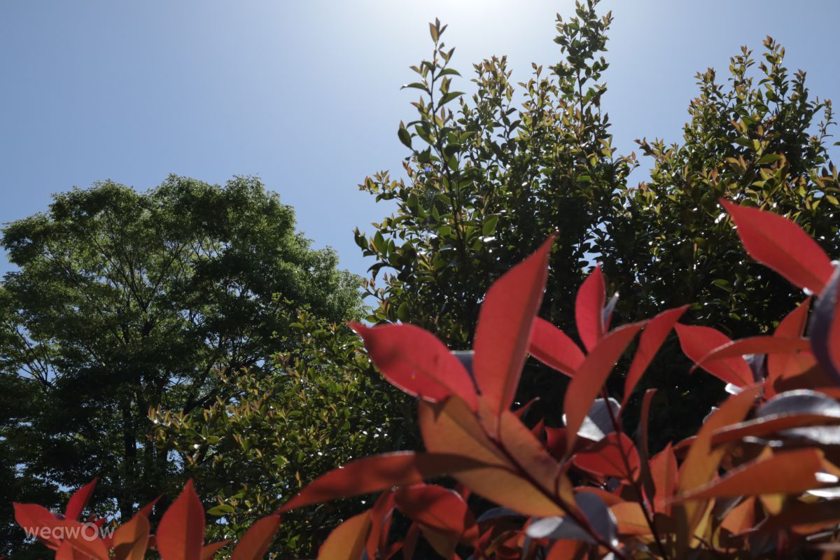 Fotos sobre el clima en Tama. Pronósticos del tiempo con hermosas fotos de Sandersonia