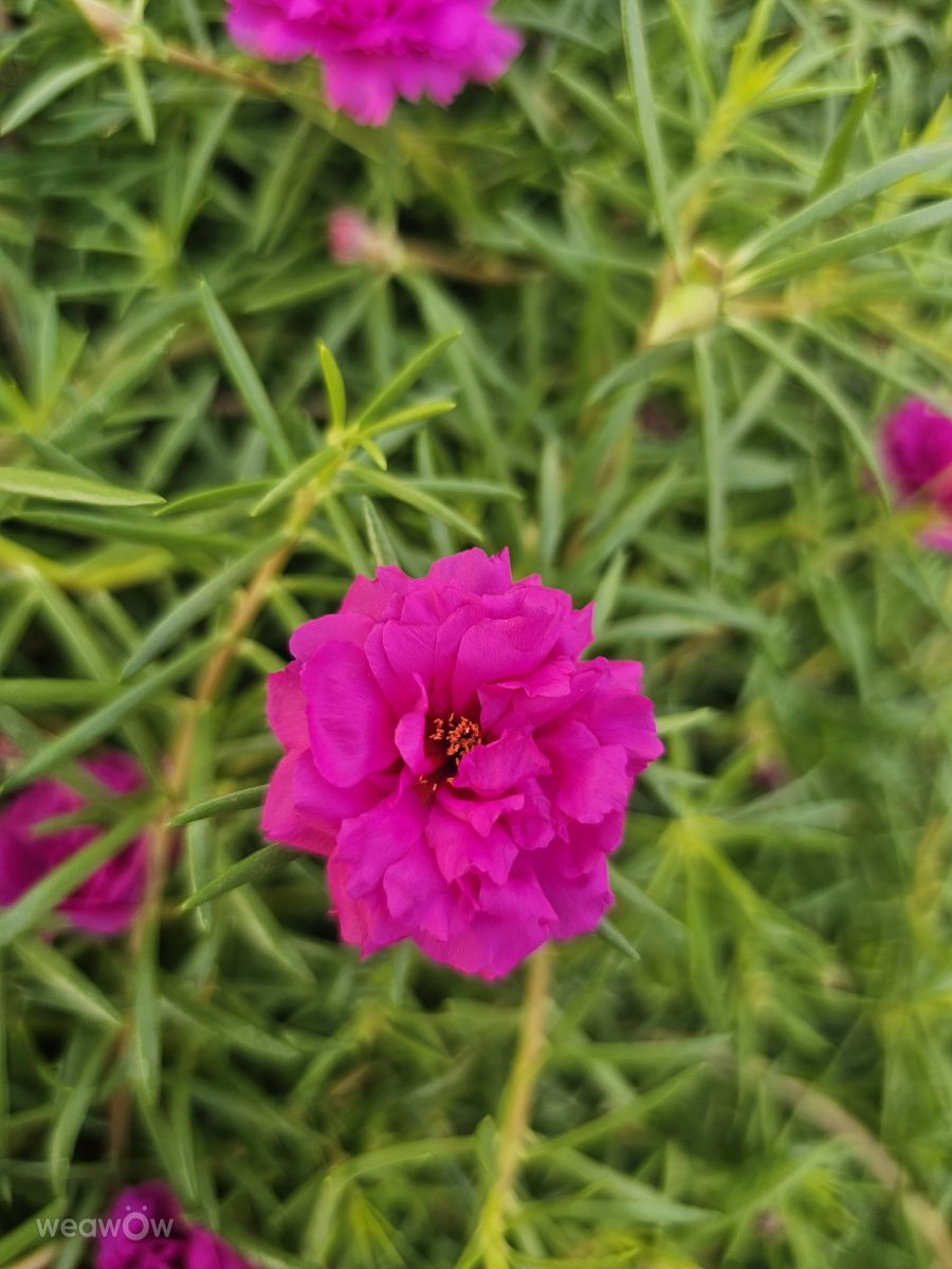 Wetter Photos Irak. Wettervorhersagen mit schönen Fotos von عطر الياسمين