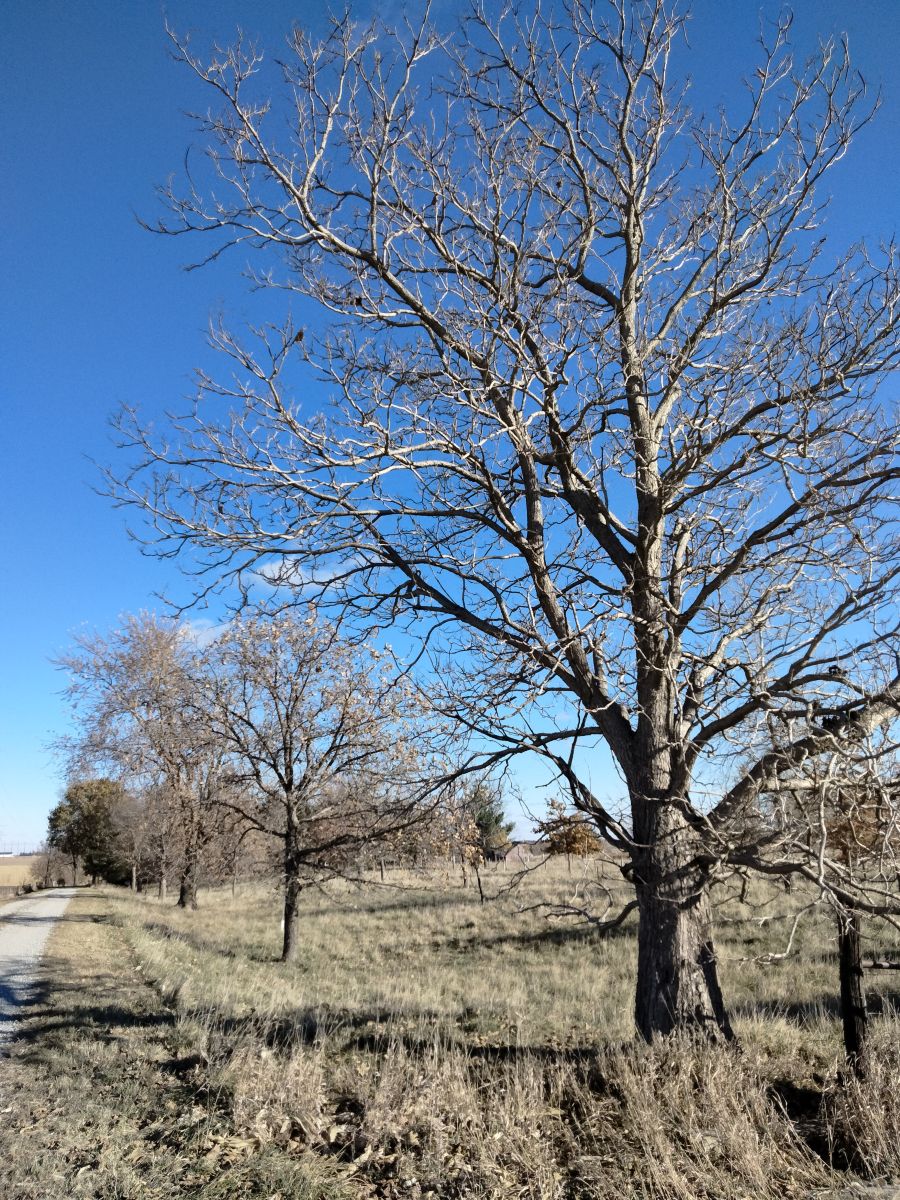 Weather Photos in Parnell. Weather forecasts with beautiful photos by Kate72