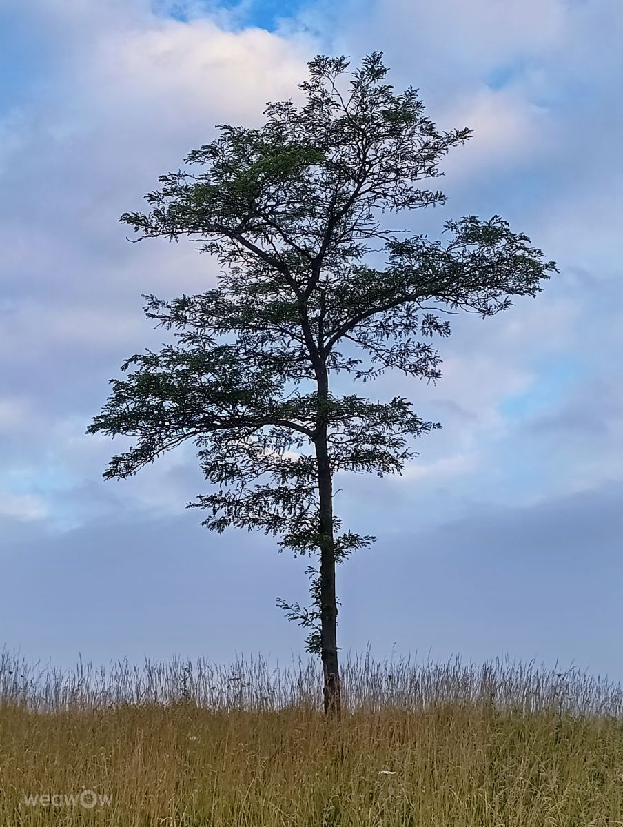 Photographer Kripo, Weather Photos in Oberwaltersdorf - Weawow