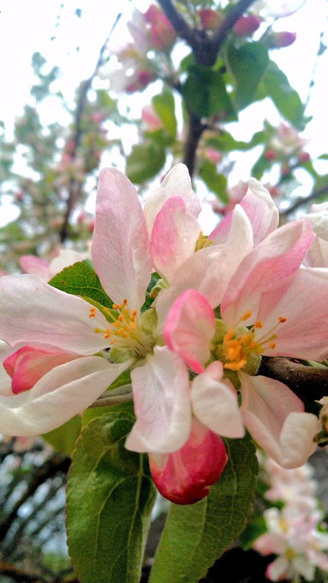 Photographer BHE6E, Weather Photos in Chernyanka - Weawow