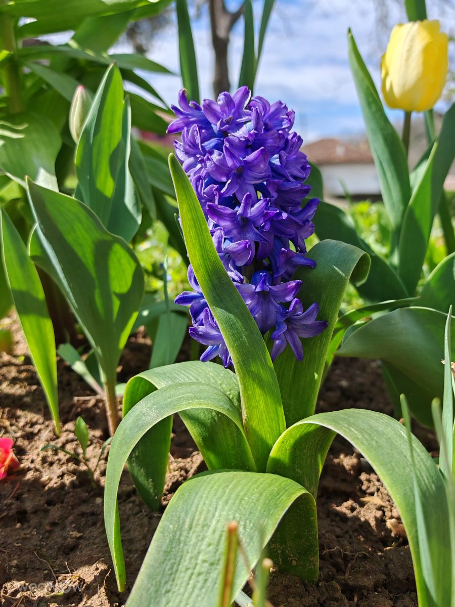 Elenaの天気写真. Boris Daskalovの美しい写真による天気予報
