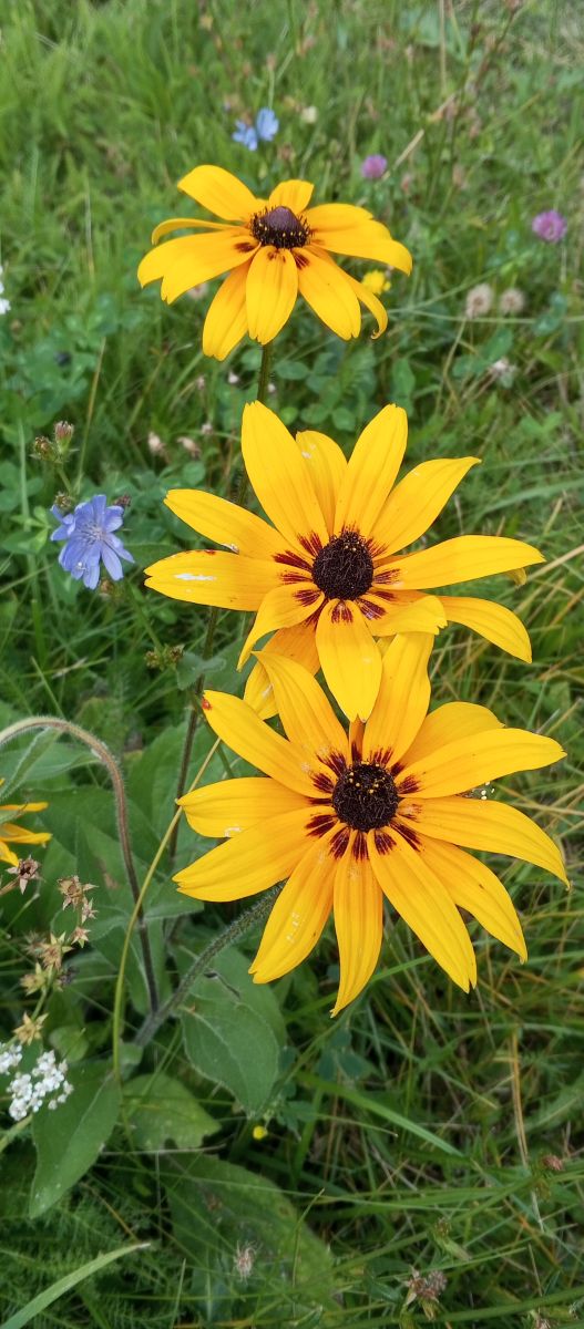 摄影师 Olena-13，Chernihiv的天气照片 - Weawow