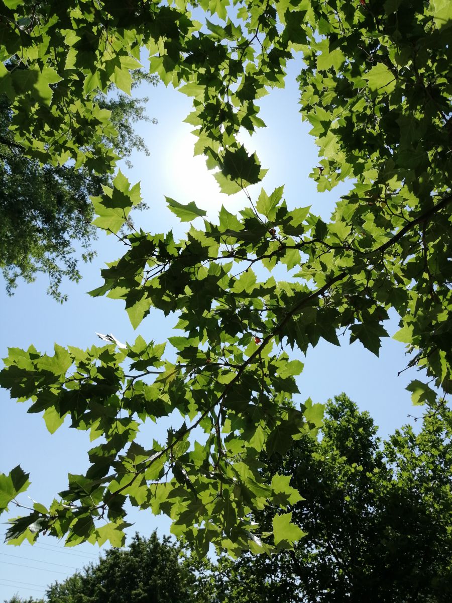 Weather Photos in Arad. Weather forecasts with beautiful photos by Augustin