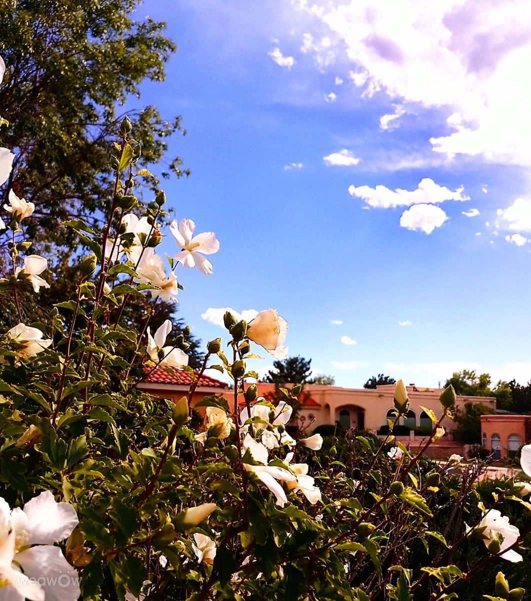 Weather Photos in Albuquerque. Weather forecasts with beautiful photos by marvin616