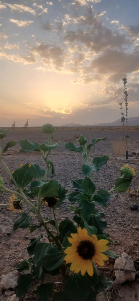 Photos météo à Béchar. Prévisions météo avec de superbes photos de BELGHOUL-KADDA
