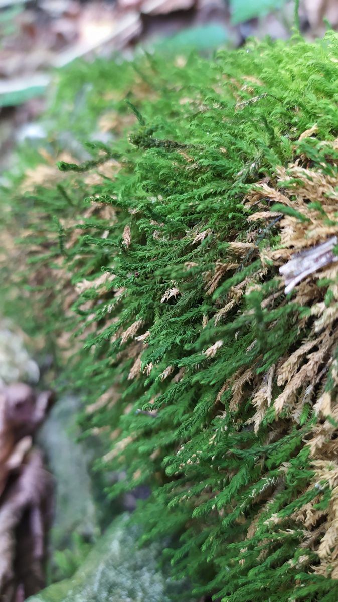 Wetter Photos Ungarn. Wettervorhersagen mit schönen Fotos von sztratusz