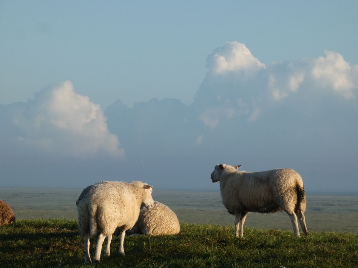 Фотографии Погоды в Dangast. Прогнозы погоды с чудесными фотографиями, сделанными fwerner
