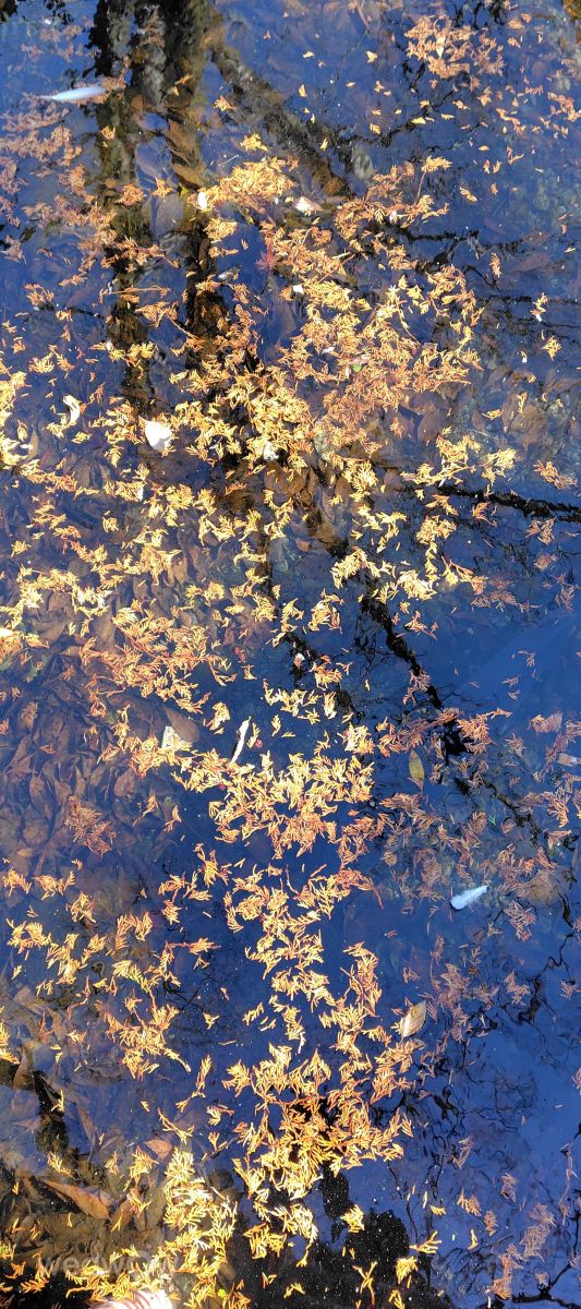 Photographer umemui, Weather Photos in Honshu - Weawow