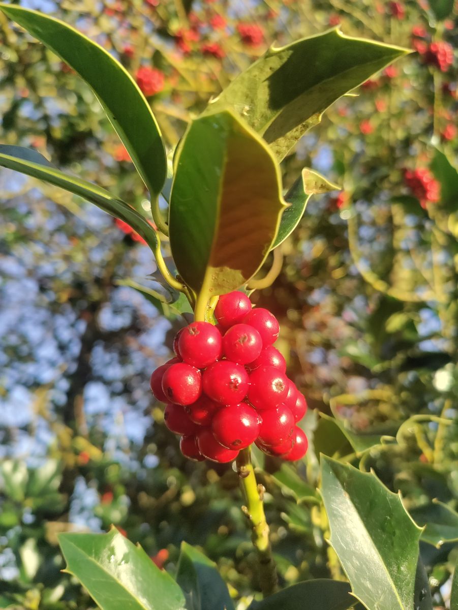 Weather Photos in Lyne Lane. Weather forecasts with beautiful photos by Petewhites